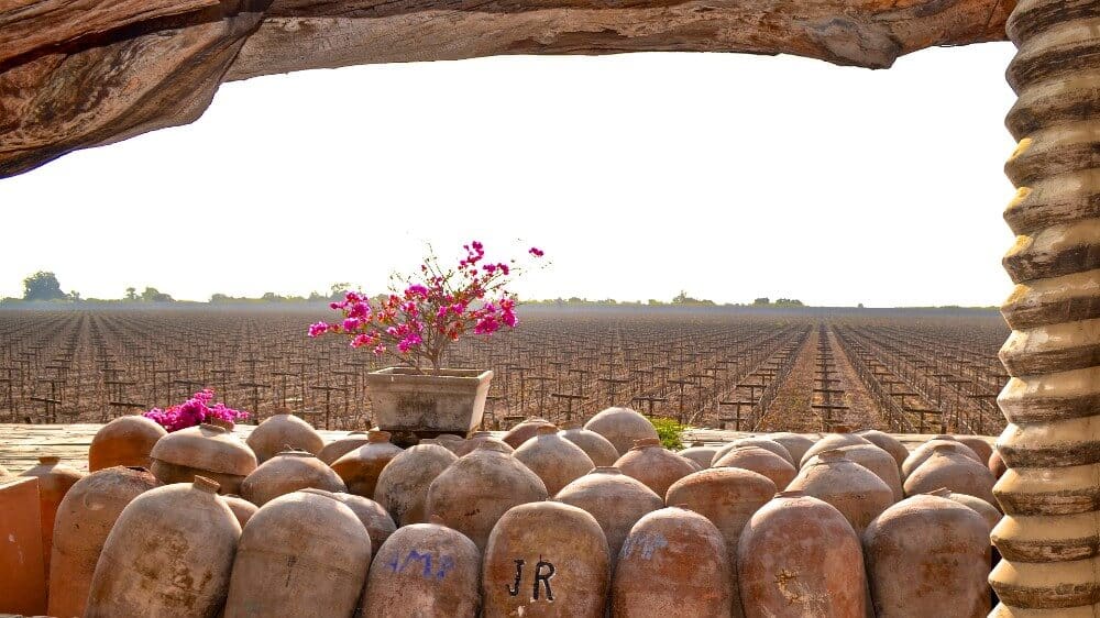 A field of wooden barrels with flowers in them.