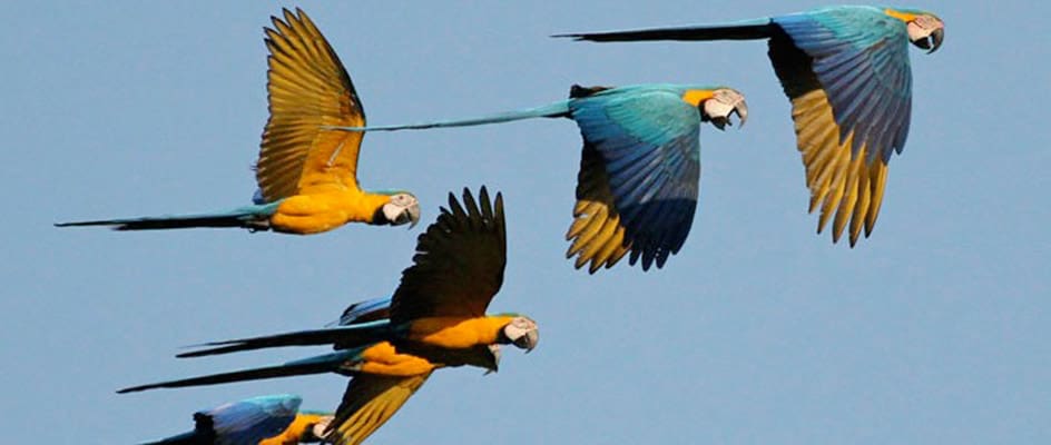 A flock of colorful parrots flying in the sky.