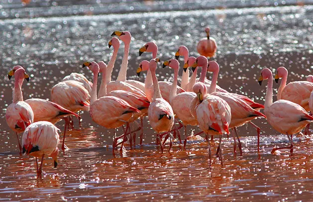 A flock of flamingos standing in shallow water.