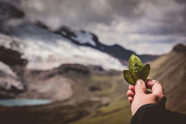 A person holding up a leaf in front of a mountain.