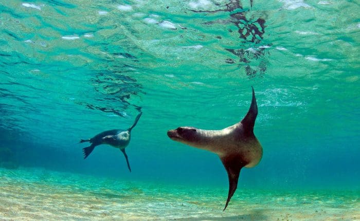A sea lion swimming in the ocean with another animal.