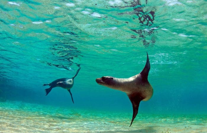 A sea lion swimming in the ocean with another animal.