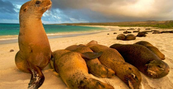 Galapagos Sea Lions Beach 575x296