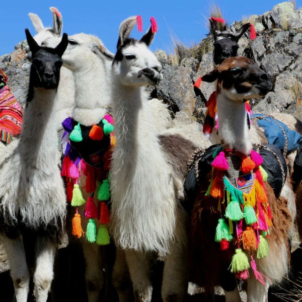 A group of llamas with colorful clothing on them.