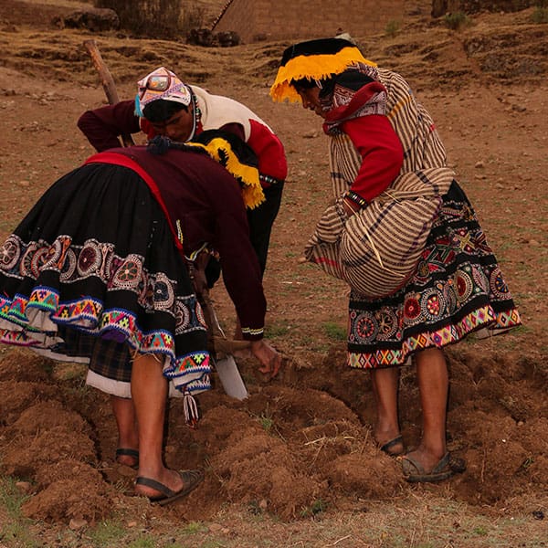 Three women in colorful dresses are digging a hole.