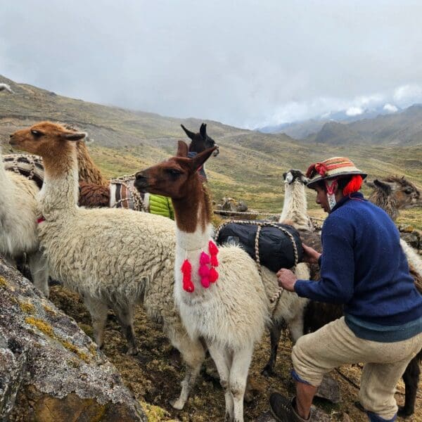 homestay treks with llamas