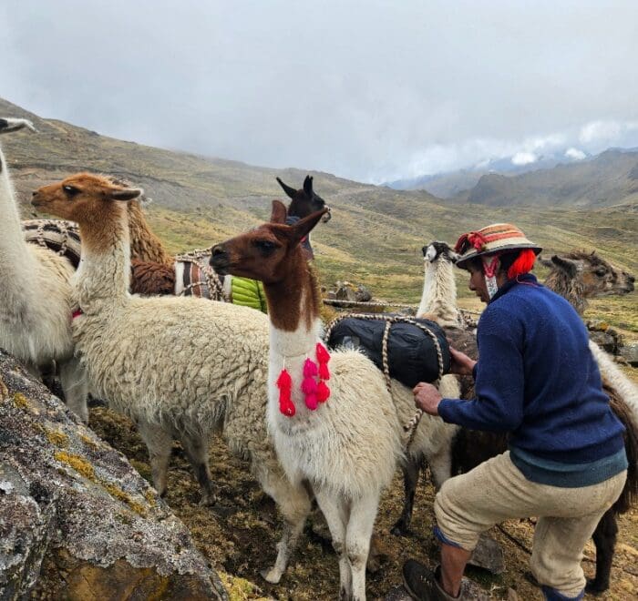 homestay treks with llamas