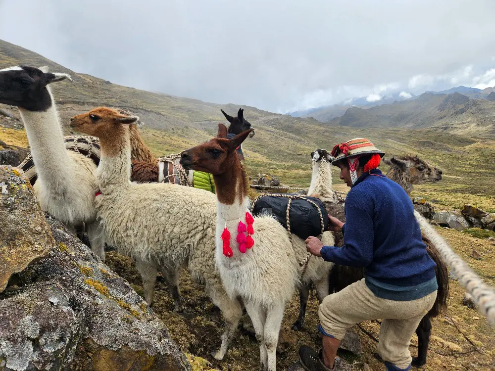 homestay treks with llamas